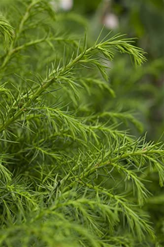 Cryptomeria japonica 'Giokomo' 40-60 cm - Japanische Sicheltanne, immergrün, ideal für Hecken und Kübel, pflegeleicht, winterhart