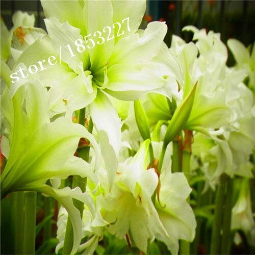 Nero: 100Pz Semi di Giglio Hemerocallis Desperado Semi Hemerocallis Fulva Day-Lily Semi di Fiori Copertura del terreno Semi di piante