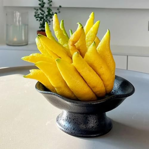 semi di bergamotto da frutto da frutto colonnari frutteto semi di esotico vecchie varietà nani, resistenti balcone Perenni resistenti arbusti raro 250pcs