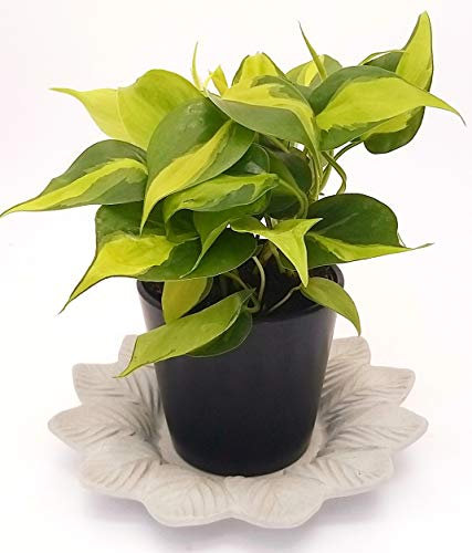 PHILODENDRON SCANDENS BRASIL IN VASO CERAMICA NERO E SOTTOVASO IN CERAMICA SATINATO, pianta vera
