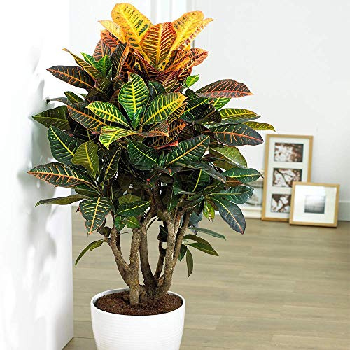 Codiaeum Petra Pflanze – Bunter Wunderstrauch Dekorative Büro Zimmerpflanze im 13 cm Topf