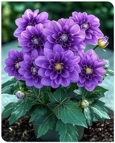 2025 Blumenzwiebel, Winterhart zwiebeln, Mix Winterhart pflanzen, Mysteriöse magische Glühbirne,Fall or Spring Planting -2 Dahlien Zwiebeln-I