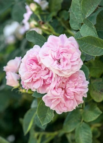 Rosa 'Königin von Dänemark' – Winterhart, Mehrjährig – Historische Rose – Strauchrose für Garten & Beet