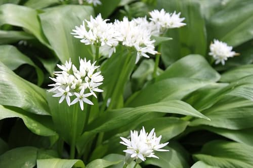 WASSERPFLANZEN WOLFF - im 3er-Set Bärlauch-Pflanzen, Waldknoblauch, wilder Knoblauch - Allium- ursinum - heimisch - winterhart - QUALITÄTSSTAUDEN im 9er Topf