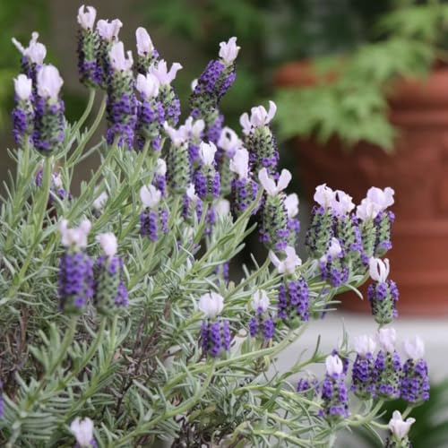 semi resistenti di lavanda - decorative perenni tappezzante appartamento giardino 200pcs
