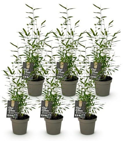 Green boutiQ - Bambou - Fargesia Black Dragon - Persistant - Non envahissant - Vert - 6 Plantes - Pot 14cm - Hauteur 35cm