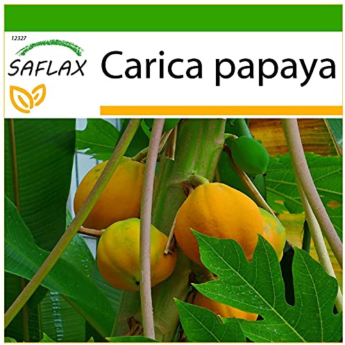 SAFLAX - Tropischer Melonenbaum/Papaya - 30 Samen - Mit keimfreiem Anzuchtsubstrat - Carica papaya