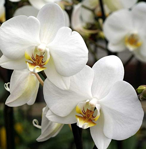 1 plante d'orchidée PHALAENOPSIS Couleur Assortie Vase 12 cm 2 branches