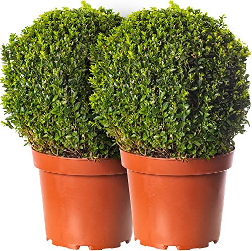 Buxus Ball Set 2 x 30cm Durchmesser Buchsbaum Garten-Topiary Echter Immergrün-Strauch