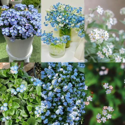 vergissmeinnicht gartenpflanzen blumensamen gartenkräuter vergissmeinnicht bodendecker winterhart mehrjährig balkon pflanzensamen blumensaat 600samen