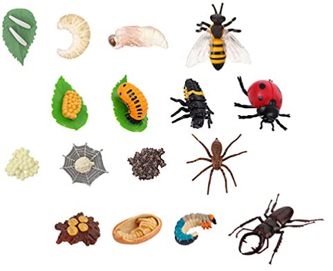 STOBOK Lebensdauer Zyklus Figuren von Schmetterlinge Marienkäfer Geweih Bug Insekten Zyklus Modell Simulation Bühne Tier Figur Kognitiven Biologie Wissenschaft Spielzeug 4