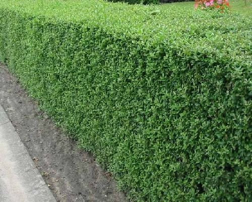 100 semirivetto comuni, Ligustrum vulgare, arbusto semi