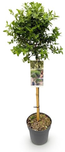 GreenboutiQ - Plante de jardin - Euonymus fortunei Harlequin - Plante sur tige - Plante de terrasse - Persistante - Peu d'entretien - Pot 19cm Hauteur 90cm