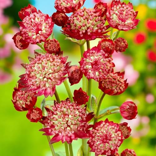 Carbeth Plants Astrantia Rubra Bare Root - Dark Red Masterwort Hardy Shrub - Pollinator Friendly Long Flowering Perennial for Shaded Cottage and Woodland Gardens (6, Rubra)
