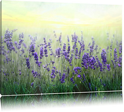 Pixxprint Schöner Lavendel im Regen, Größe: 80x60cm, Leinwandbild, fertig gespannt, Wandbild, Dekoration, Kunstdruck, kein Poster
