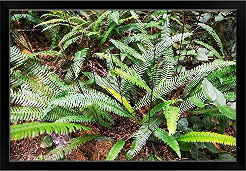 CANVAS ON DEMAND Deer Fern, Olympic National Park, Black Framed Art Print, Washington Artwork