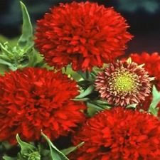 Gaillardia-Pulchella- Sundance - Rot- 25 halb