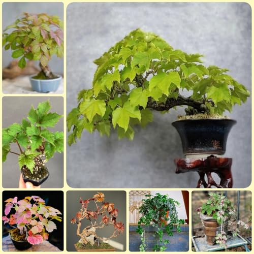 Semi di rampicanti Virginia, decorativa semi di esotiche di vite selvatica decorazione del giardino per decorative da esterno 150pcs