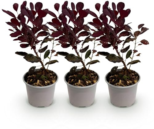 Cotinus coggygria Lilla – 3 plantas – 12 cm – Altura aprox. 35 cm – Peluca caducifolia con flores de verano moradas y follaje púrpura – Fácil de limpiar para arriates, terrazas y balcones