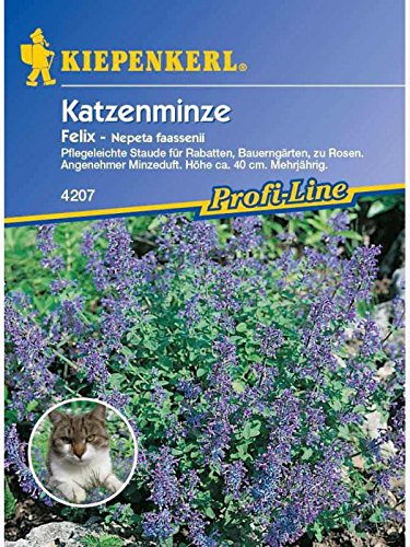 Nepeta fassenii Katzenminze Felix blau
