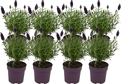 Plantas de Lavanda - Pack 8 Unidades - Flores Naturales Interior y Exterior
