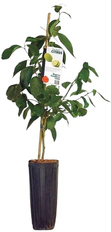 Árbol de Lima Natural una Adición Refrescante a tu Espacio Exterior