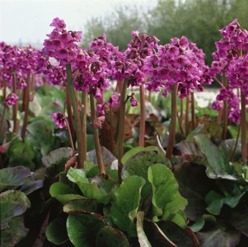 Bergenia cordifolia 'Pinneberg' 9x9 cm Topf – Winterhart, Mehrjährig, Pflegeleicht – Riesensteinbrech – Bodendecker für Garten & Schattenbeet