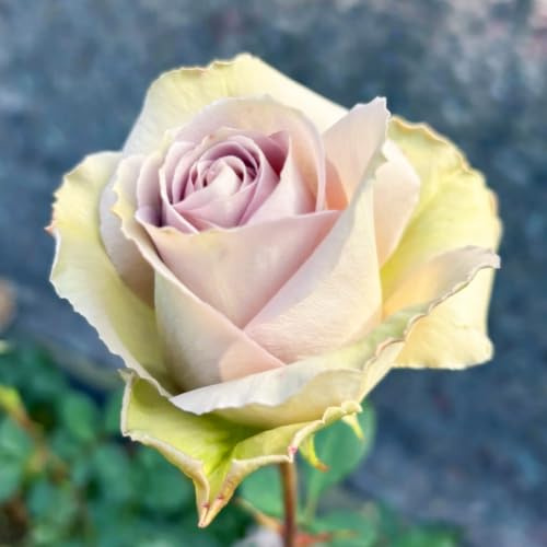 Doppelfarbige Winterharte Rosen – Duftende Hybride Strauchrosen mit Rosenrhizom, Zierlich für Balkon & Garten-2Stück Rosen-A