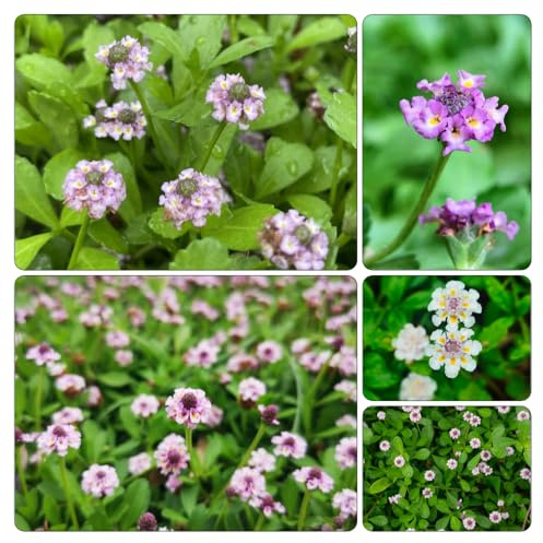 vna velenifera strisciante giardino aromatico sul balcone, autunnali interno arbusti giardino resistenti sostenibili semi di 200semi