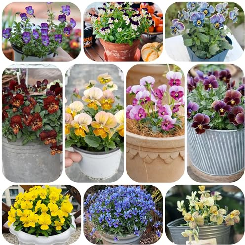 semillas de pensamiento - pensamientos de primavera, resistentes en semillas balcón Decoraciones otoñales un jardín resistente 420semillas