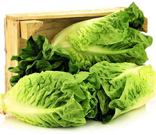 Bolly Bulbs® - Cos Lettuce Seeds 'Little Gem' (250 Seeds)
