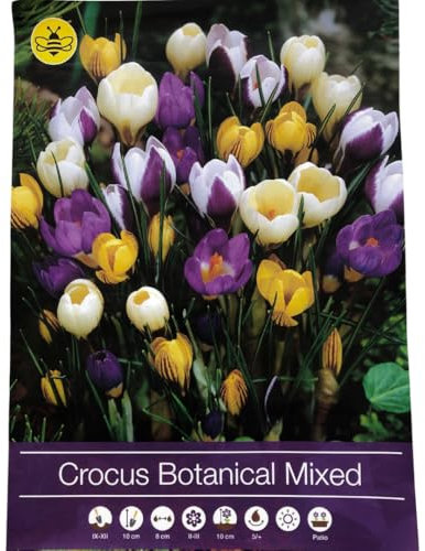 Blumenzwiebeln in Geschenkverpackung - Zwiebeln, Knollen verschiedener winterharter Pflanzen für Garten und Balkon - bunt, mehrjährig, für Topf und Beet (100 Botanische Krokusse Mix)