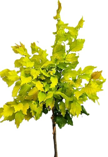 Ulme Goldulme 'Ulmus hollandica Wredei' Hochstamm 80-100 cm Winterhart Freilandaufzucht