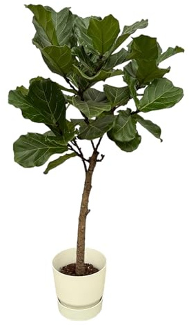 Ficus Lyrata Stamm einschließlich Greenville Rund weiß - 150-160cm - Ø30cm - Zimmerpflanze - Komplett-Set - Pflanze mit Topf