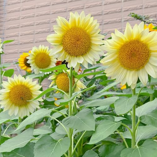 sonnenblumen winterharte stauden für pralle sonne frühlingsblumen pflanzendeko sonnenblumensamen blumenwiesensaat zimmerpflanze pflanztöpfe gartenpflanze exotische zimmerpflanzen 700samen