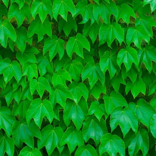 Parthenocissus tricuspidata - decorazione balcone resistenti giardino semi di giardino 400pcs