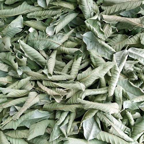 HELLOYOUNG Té De Hierbas Orgánico De Hoja De Guayaba a Granel Té De Hierbas Especial Tea De Hierba Con Sabor a Frutas Mixtas Tea Perfumado Para Suavizar Los Movimientos (250g)