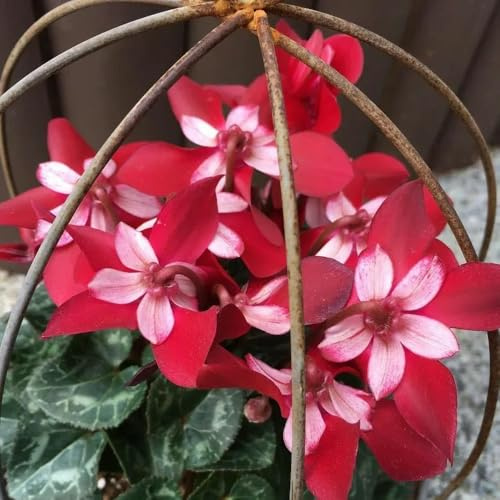 semi ciclamino decorazione balconi primavera serrature balcone interno esotico giardino interno giardino selvaggio balcone reale 150pcs