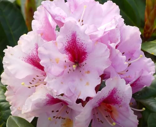 Rhododendron Hybride  Diadem  großblumige Alpenrose 30-40 cm hoch