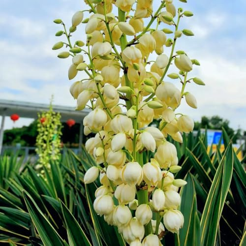 Semillas de lirio de palma resistente, decoración jardín exótico exterior 150pcs