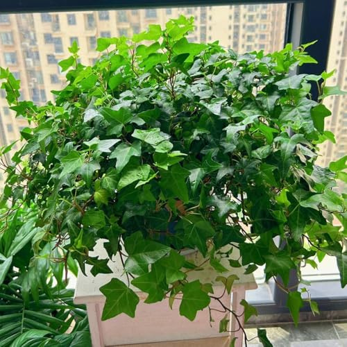 Semi di edera a crescita rapida rustiche per balconi Semi di edera verde, Le da balcone sono rampicanti 400pcs