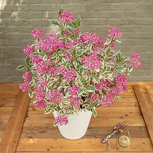 Hydrangea serrata 'Euphoria Pink' - Hardy Shrub - Pink Blushed Flowering - RHS Chelsea Plant of The Year 2023 Runner Up - Easy to Grow Your Own - 1x 15cm Potted Plant by Thompson and Morgan (1)