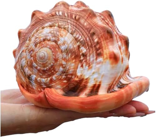 Coquille de mer naturelle. Coquillages naturels énormes, grande coquille de conque naturelle, grandes coquilles de mer naturelles for paysage, aquarium, décoration de sol, ornements(13~13.5cm)