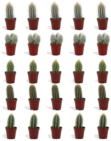 DutchLeafs Cereus Mix 20 Stück Verschiedene Mini-Kakteen - Topf 5,5 cm - Säulenkaktus Cactaceae Kaktus Kleine Pflanzen Sammlung Pflegeleichte Zimmerpflanzen - Höhe 8-15 cm