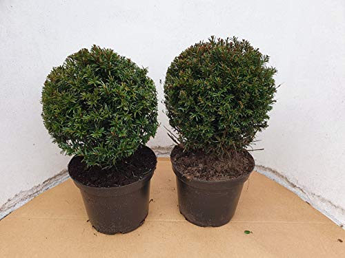 Taxus Baccata - 2 Eiben Kugeln- Taxus Kugel, Durchmesser: 35-40 cm