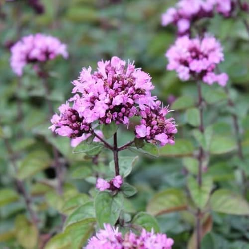 Origanum laevigatum 'Rosenkuppel' – Orégano 'Rosenkuppel' – Cucharón 9 x 9 cm