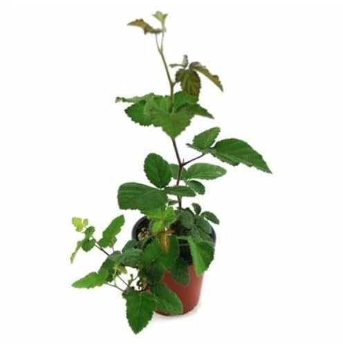 ZARZAMORA Natural Planta Frutal Resistente y Fácil de Cuidar