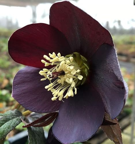 Christrose Lenzrose Ballard - Helleborus orientalis - lebende Gartenpflanze aus den Baumschulen