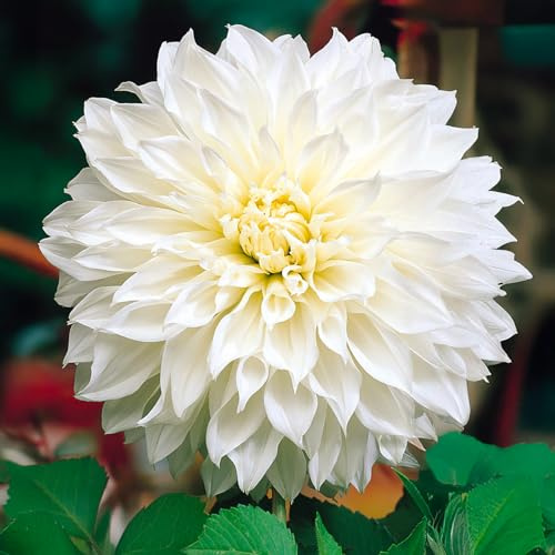 Bulbos (raíces tuberosas) de DALIA | Bulbos de los mejores productores holandeses | Selección y control de calidad | Floración garantizada. (2 Dalia Decorativa Fleurel)
