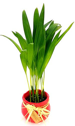 POWERS TO FLOWERS - ARECA, MINI PALMA DI ARECA IN VASO CERAMICA ROSSO CON FIOCCO, pianta vera